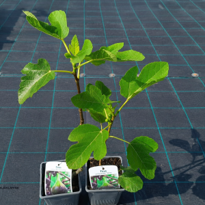 Ficus carica (Figovník obyčajný) ´BROWN TURKEY´ - kont. C1,5L, výška 15-25 cm (-20°C)
